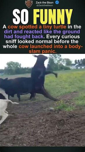 Cow Body Slam Turtle Panic