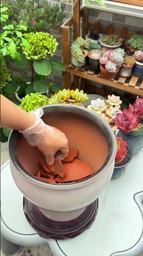 How to Repot a Cactus Safely (Without Getting Pricked!)