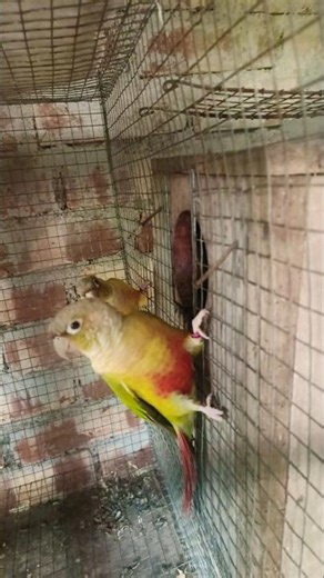 my breeding pair pineapple conure // conure breeding /// bird breeding