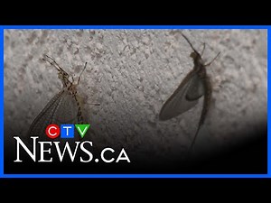 Fish flies bug Leamington