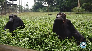 Ngamba Island is a sanctuary out in the middle of Lake Victoria dedicated to the care of orphaned chimpanzees, many of whom can't survive in the wild. While the primates do forage for their own food, the facility supplements their diet. And as I found out, if you ask, you can help serve lunch, if you have a great throwing arm. HIDDEN UGANDA debuts on public television in February. Check your local listings. #HiddenUganda #Uganda Explore Uganda | Peter Greenberg