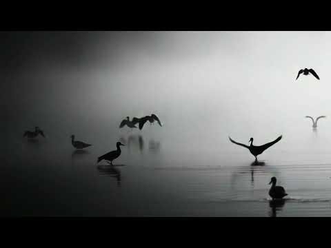 Neural Oscillation: The Key to Understanding the Effects of Natural Sounds on the Brain