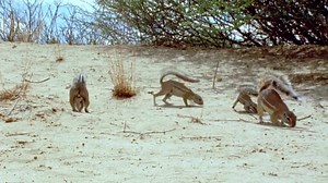 276K views · 4.4K reactions | Snake versus squirrel. | BBC Earth | Facebook