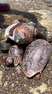 Finding Shells Pearl | Brian Freeman A