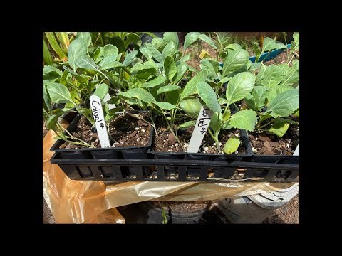 Planting Georgia Collards 🌻