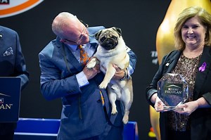 2025 National Dog Show, which pup will win? See before the rest of the U.S.
