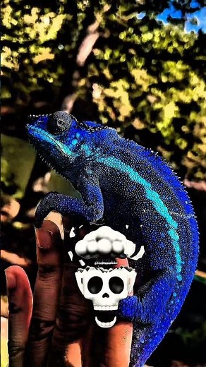 Karma Chameleon Size Transformation: The Science Behind the Magic