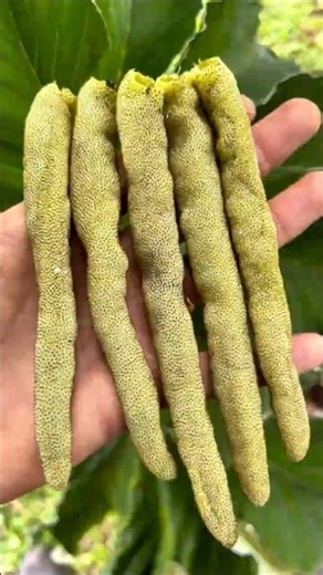 This Weird Fruit Has a Shocking Sweet Taste! #shorts #plants #farming