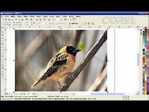 CorelDraw绘画实战技巧#101位图处理 cdr教程