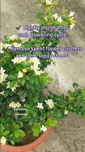 Make Your Orange Jasmine (Kamini) Bloom Like Crazy!!