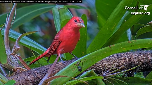 This brilliant male Summer Tanager takes center stage after a heavy rainfall in Panama. In fall, these colorful tanagers migrate long distances to the tropics from their breeding grounds in southern and eastern regions of the U.S. and northern Mexico. They mostly eat bees and wasps, but they also forage on fruits when available! Watch for them LIVE at AllAboutBirds.org/PanamaFeeders | Bird Cams