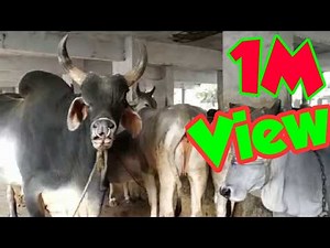 heat detection in kankrej cow indian livestock