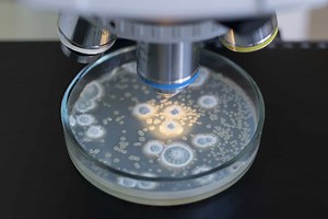 What are the Scientific Names of Mushrooms? - Mushrooms Online