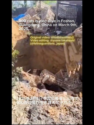 2025年3月9日中国広東省仏山市で900匹の猫が生き埋めにされた！900 cats buried alive in Foshan, Guangdong, China on March 9, 2025