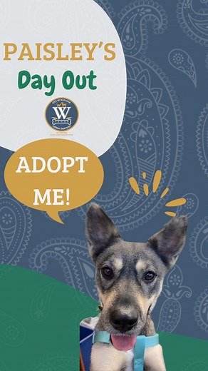 Paisley’s Day Out 🐾 Paisley spent the day exploring Watauga with our City Secretary and she passed every test with flying colors. She went for a walk through Capp Smith Park, visited City Hall, and even joined our Veterans Day Celebration filled with people, kids, and other dogs. Through it all, she stayed calm, gentle, and friendly. No barking, no pulling, no stress, just pure sweetness. Back at City Hall, Paisley hung out in the City Secretary’s office, quietly watching people walk by the win