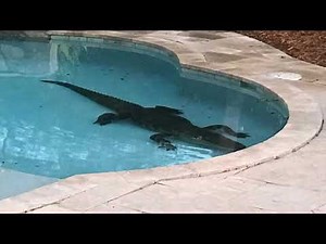 Dirty Work Wednesday: The neighbor has a swimming pool | Mike and Becca