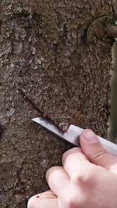 Making fire with tree juice! | Genius Panda