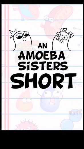 Trace the pathway of blood through the heart in under 60 seconds! Adapted from our longer circulatory system video on YouTube. #amoebasisters #science#biology#scicomm #study #apbio