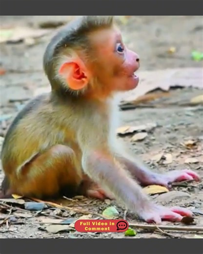Tiny Baby Rejected — A Heartbreaking Moment in the Wild | Baby Monkey