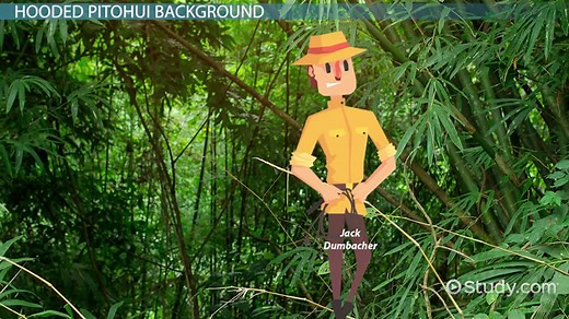 Hooded Pitohui | Overview, Habitat & Facts