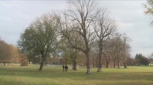 After ash borer threat, dead ash trees removed at Cazenovia Park