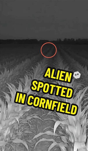 Did you see the movement of some of the corn stalks in the back center? Like they’re being pushed down by something invisible? Strange entity or energy leaves crop circles in a corn field. Is this real? A phenomenon reported for decades. What do you think is forming crop circles? #ufo #cropcircles #aliens #uap #disclosure