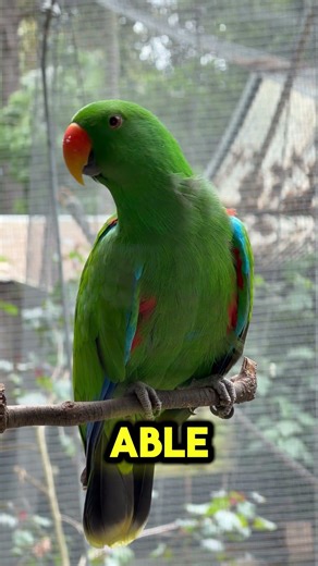 5 Exotic Animal Facts You Didn’t Know! #usa #petfacts #animalfacts #pets #fyp