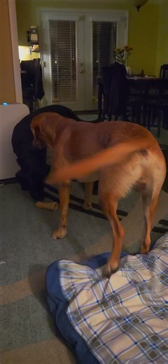 #CabandRip #Cabernathy #Cabster #Riperoon #ripperton