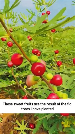 Dwarf fig tree | Terra Nursery