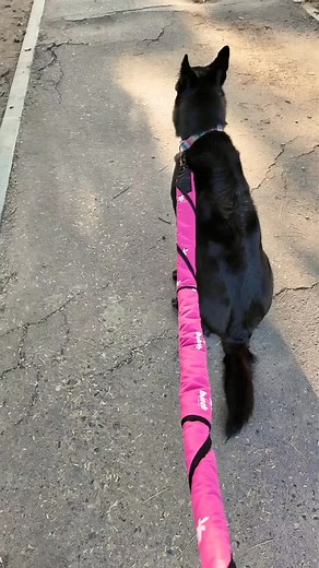 Simply Pink — perfect for those river park adventures. A seat on the grass? Covered. A swim in the river? Covered. Your car seat? Covered. Adventure ready, in style. #BeachLeash #DogAdventures #BeachDog #PuppyStyle #DogMomLife #AdventurePup #RiverDays #DogGear #PetAccessories #SimplyPink #DogLovers #TravelWithDogs #river #Sundaymorning #sunday | Beach Leash