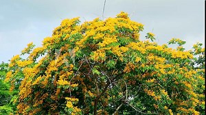 Burma padauk yellow tree flowers blooming and swing by wind