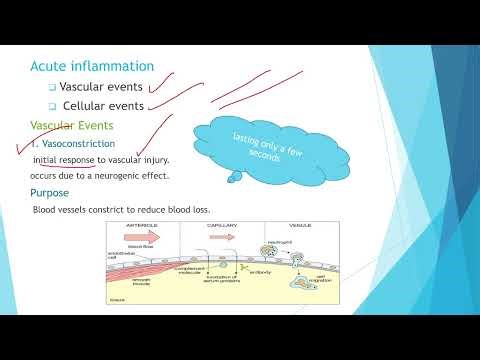 Inflammation Explained | Acute vs Chronic Inflammation