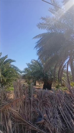 Vidéos de tonton lestitans (@lestitans7) avec son original - Frəəzərləonə