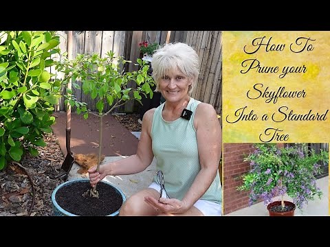 How to Prune Your Skyflower into a Standard Tree // Growing Tropical 🌴