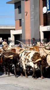 Did you know that the Western Heritage Parade is the OFFICIAL kick-off to San Antonio Stock Show & Rodeo? 🤠From concerts to rodeo activities, check out our guide on what to expect at this year’s Rodeo by clicking the link in our comments.#VisitSanAntonio #SARodeo | Visit San Antonio