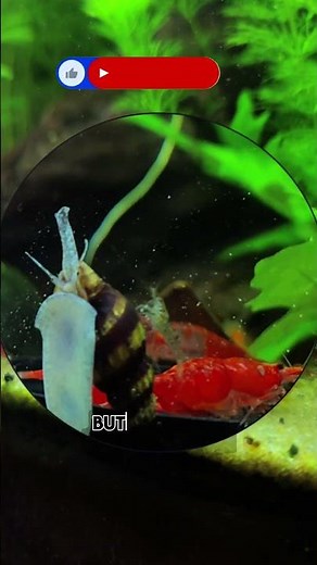 Assassin Snails With Shrimps 🐌🦐 #aquascape #aquarium #shrimp #shrimptank #snail #shrimpfeeding