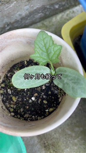 諦めて放置したヘチマの鉢から、数ヶ月越しに何かの芽が出てきた…