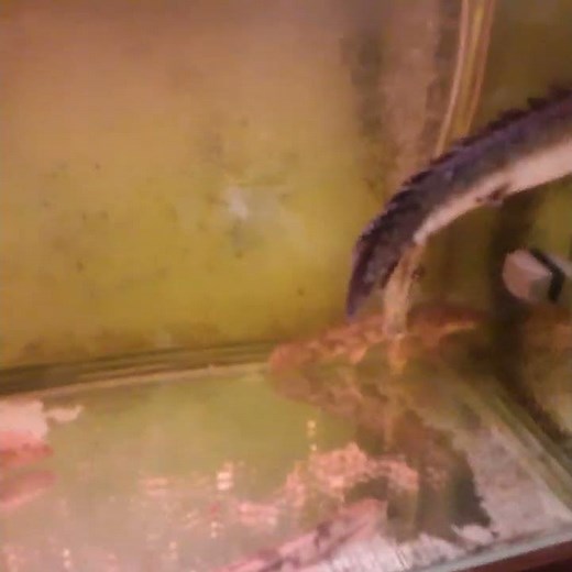 Bioball filtration system 生化球過濾