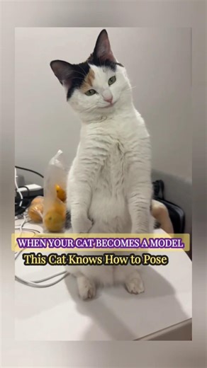 This Cat Knows How to Pose Like a Model 😻 #cute #catmodel #youtubeshorts
