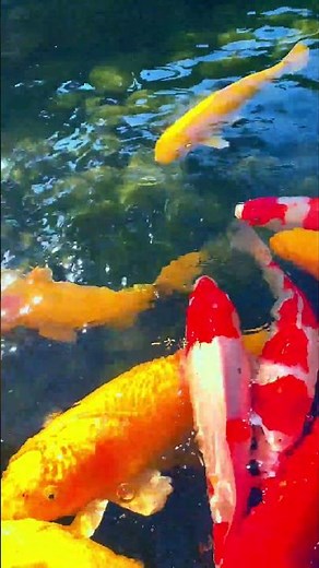 The 30 Best Tropical Fish Species🐠