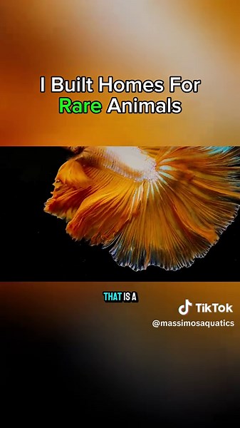Building Custom Homes for Rare Animals in a Fishtank