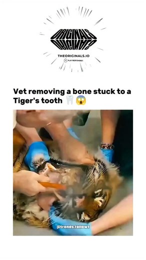 Viral Trending content on Instagram: "The video captures a veterinary team using a chisel and hammer to extract a bone fragment lodged in a sedated tiger's canine tooth, demonstrating the high-stakes precision of wildlife dentistry under anaesthesia. Originating from a 2021 Nature Bites YouTube clip of a sanctuary tiger's routine procedure, it has gone viral again, garnering over 200,000 views and empathetic replies emphasising human-animal care bonds. Dental obstructions like this affect up to 
