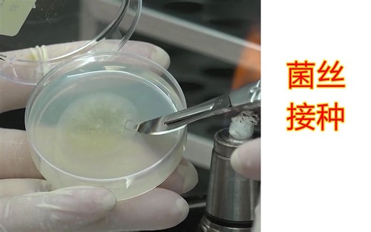 【实验】菌丝尖端接种，菌丝块接种，菌饼接种