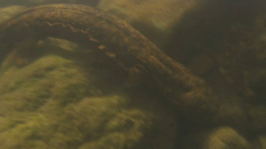 OZARK HELLBENDERS -- These aquatic salamanders may look scary, but they are harmless. Unfortunately, their population numbers have been on the decline. Learn more in this short video and using our online Field Guide: https://nature.mdc.mo.gov/discover-nature/field-guide/hellbender -- Kipp@MDC | Missouri Dept. of Conservation