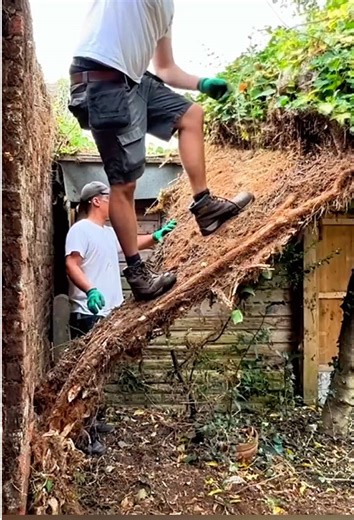 Transform Your Backyard: Tree Management Tips