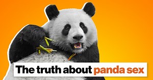 The truth about panda sex