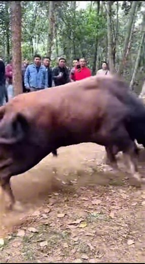 Wild Nature Power Moment #viral #fyp #trending #nature #wildlife