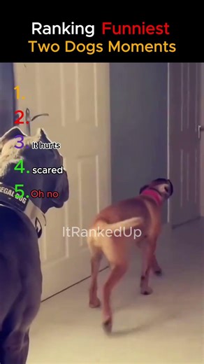 Ranking Two Dogs Moments… #1 Is INSANE 🤯