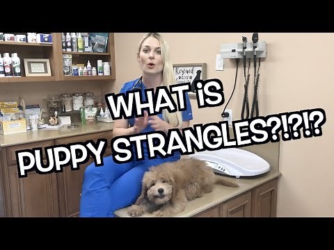 Puppy Strangles | Juvenile Cellulitis Its REAL!?!