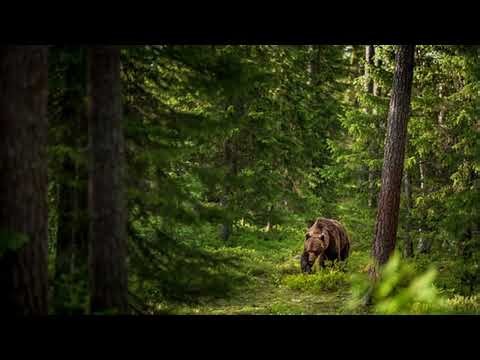 Bear Shapeshifter Subliminal